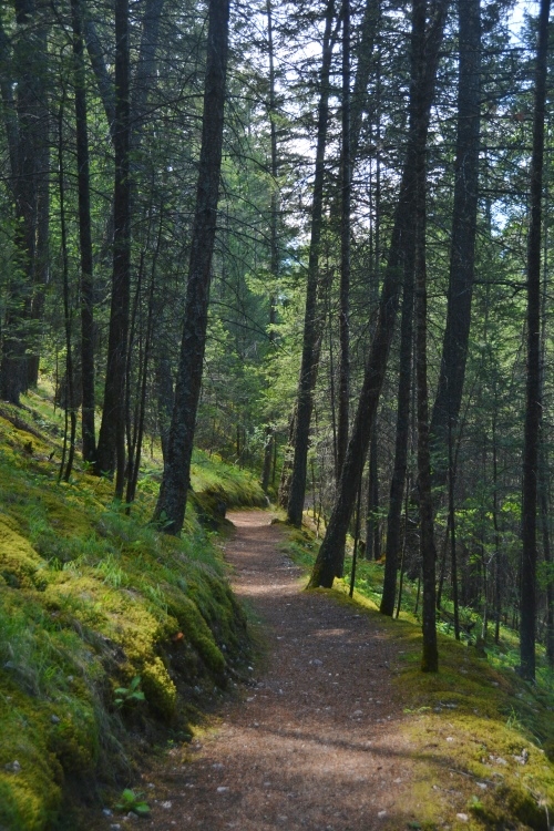 forested trail